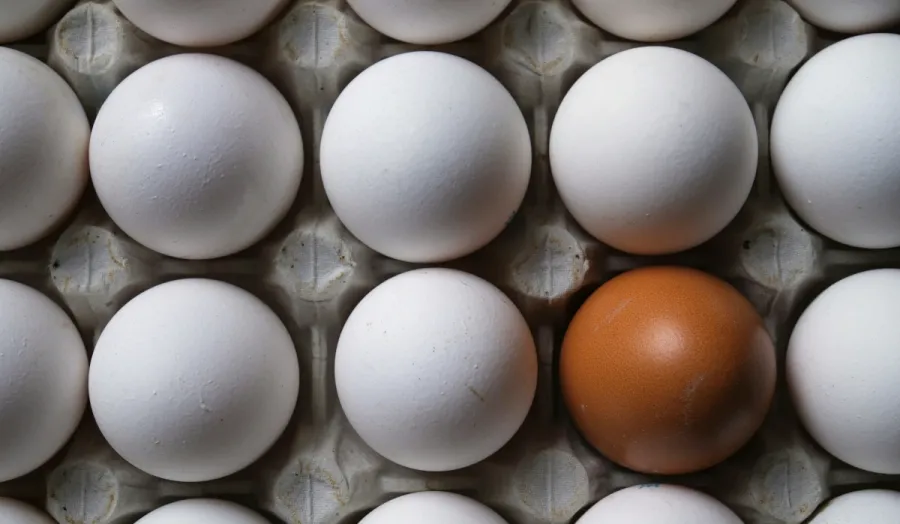 Photo of eggs featuring one of a different color