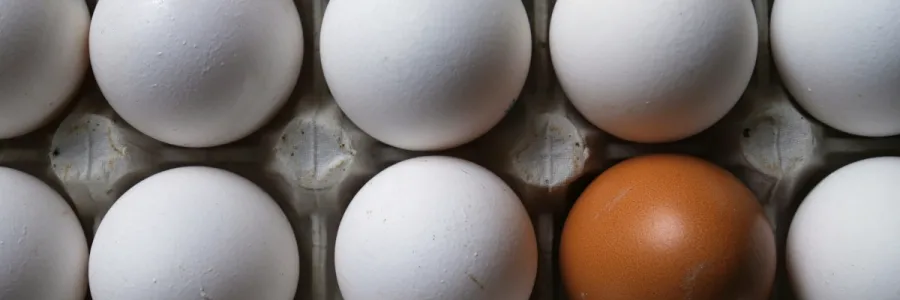 Photo of eggs featuring one of a different color